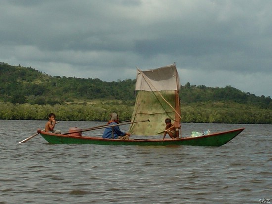 3008- among the mangroves -- ream national park