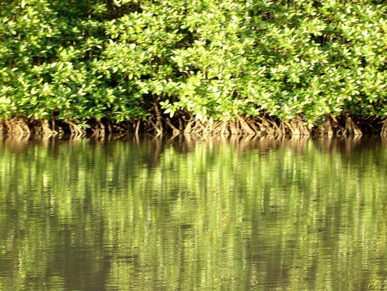 3025- mghty mangroves