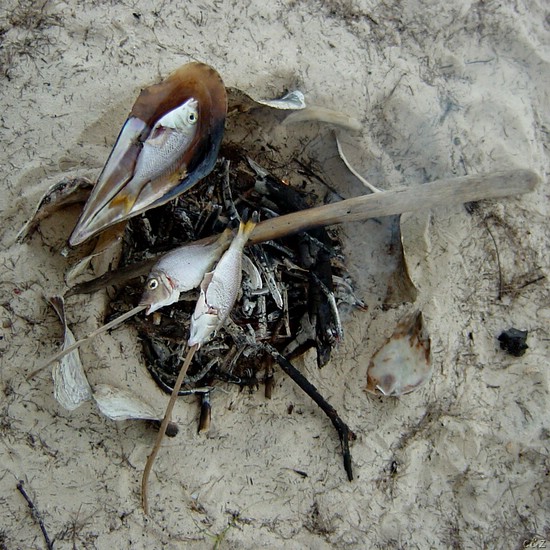 3037- first eat the shells then recycle