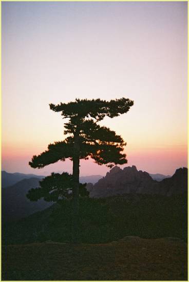 bavella solitary pine at dawn.jpg