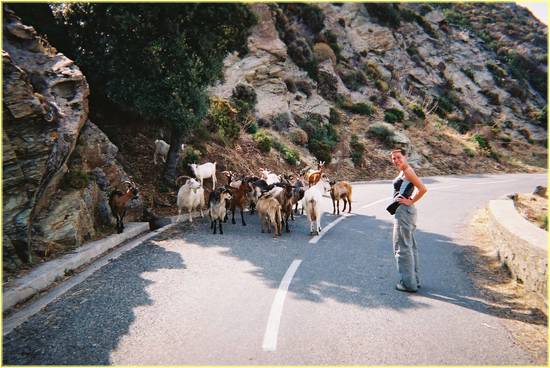 goats are fine on corsica.jpg