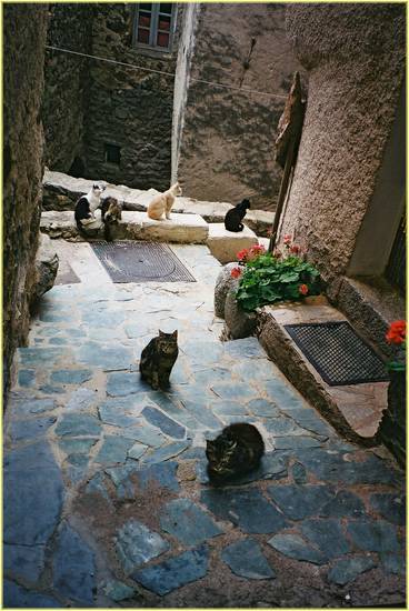 spelon-cat-o.jpg