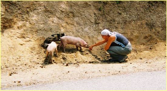 swine are nice on corsica.jpg