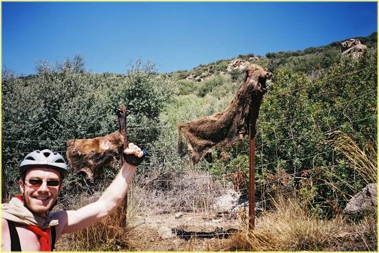 wild boar is easy to hunt on corsica.jpg