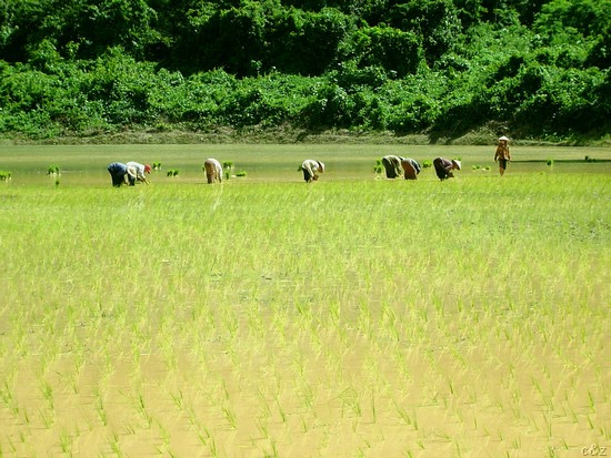 2497- each straw gets 8 bows a year