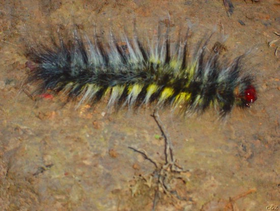 2625- small furry and poisonous