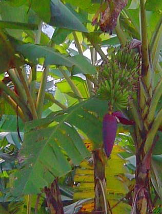 2628- best banana blossom