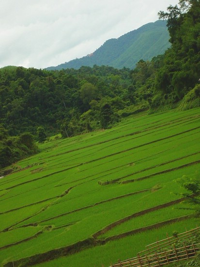 2659- the lush greens of thai dam agriculture