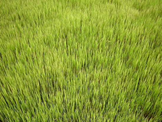 2849- rice