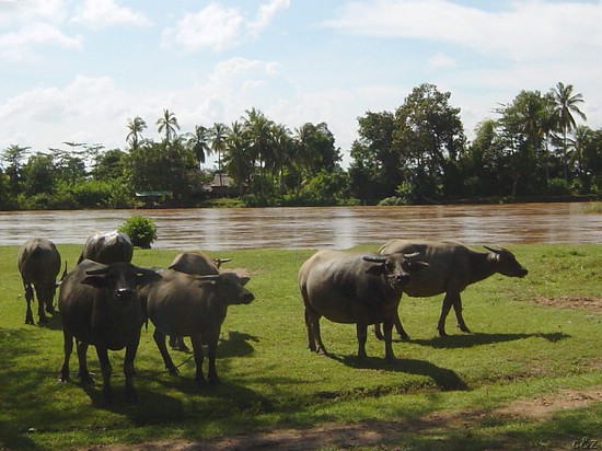 2864- wandering water-buffalos