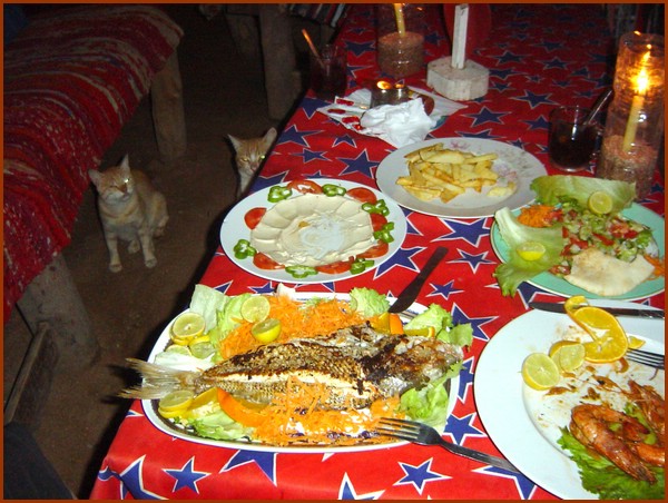 1123 - even cats can afford much in dahab.JPG