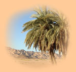 deserts and oases of sinai   GALLERY