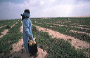 bb-egypt-017