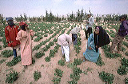 bb-egypt-106
