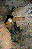 V Nevedne�u