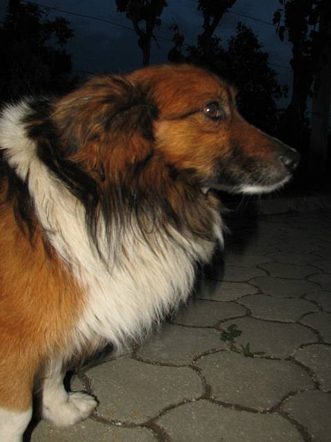 Pic_059.JPG - Foto: Valter Rupnik