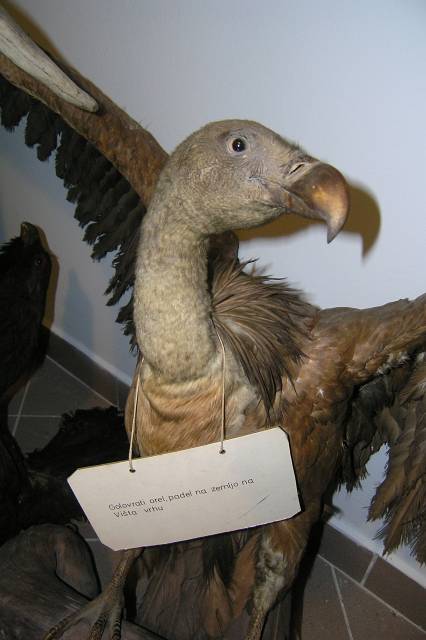 Lucifer_100.JPG - Foto: Peter Gedei