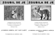 zgubljena