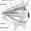 retina