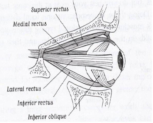 retina