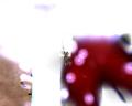 img051.jpeg.small.jpeg