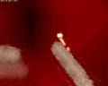 img177.jpeg.small.jpeg